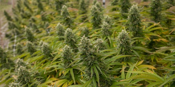 Growing Lemon Tree Strain