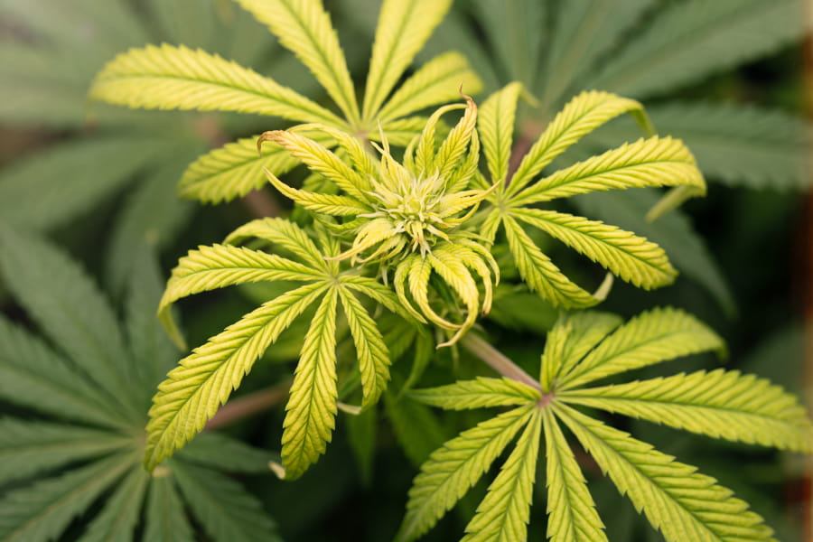 Cannabis leaf with zinc deficiency: interveinal yellowing, twisting and short node spacing on new growth.