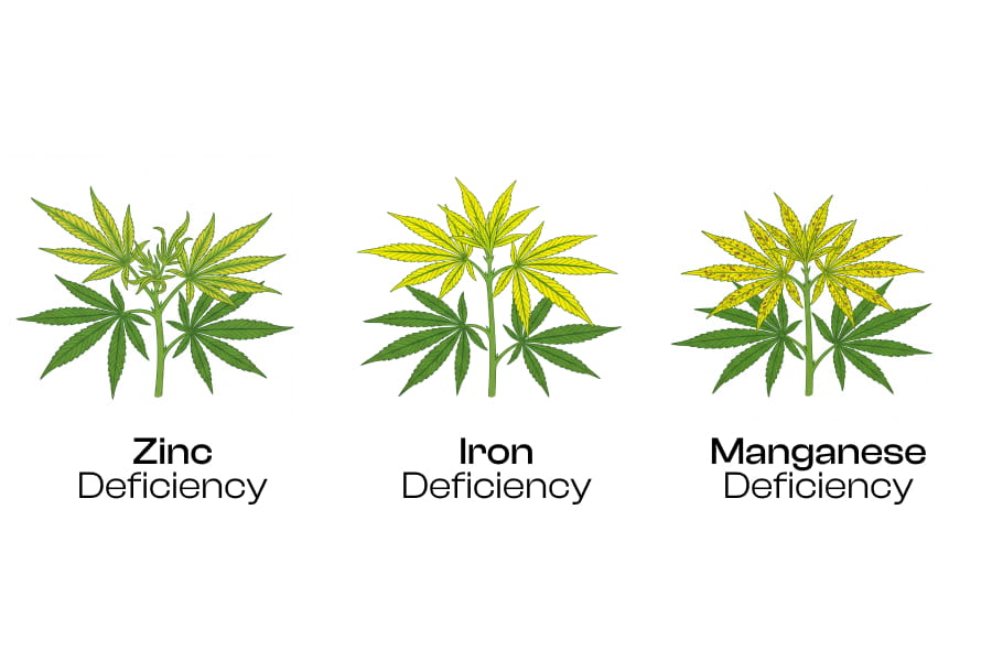 Infographic comparing zinc, iron and manganese deficiency symptoms on new cannabis growth.