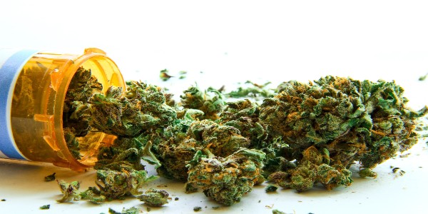 Lemon Tree Strain Adverse Reactions