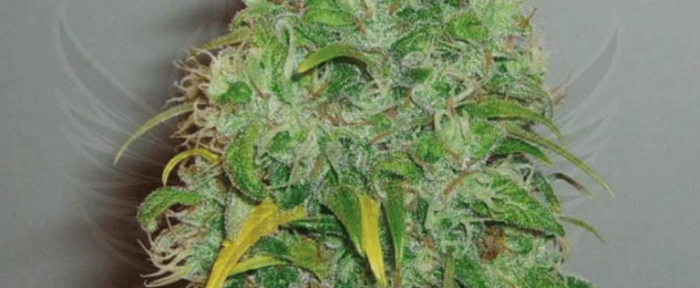 Skunk #1 Cannabis Strain Review >>> Effects, Origin, Yield, & More!