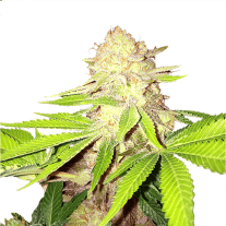 Strawberry Kush Strain