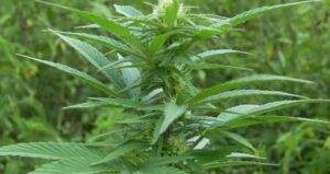 Outdoor super lemon haze cannabis seeds