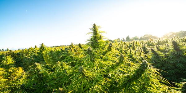 Healthy Donkey Butter cannabis plants growing strong in a sunny field with lush green leaves and full, sturdy branches.