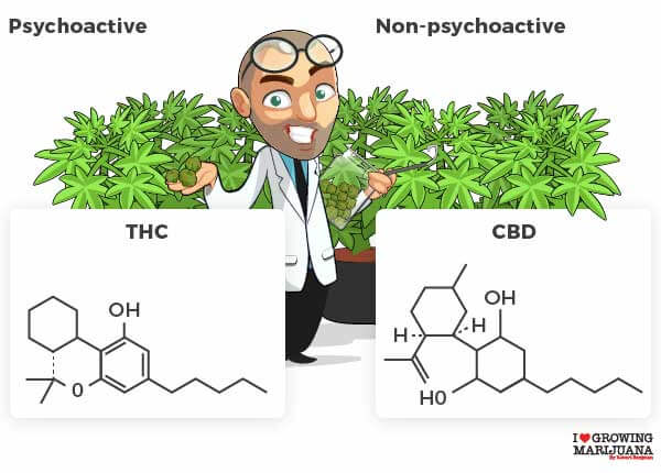 CBD vs THC