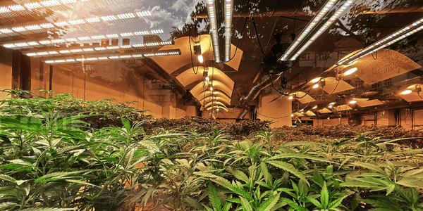 Using grow lights and growing marijuana plants