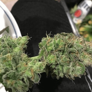 blueberry auto final strain