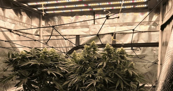 grow marijuana plants indoors inside grow room