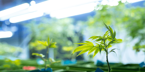 growing cannabis indoors using grow lights