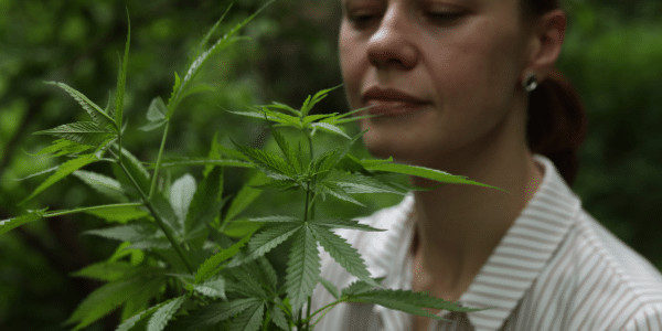 ssmelling marijuana leaves