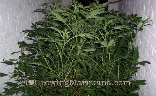 How to make cannabis clones