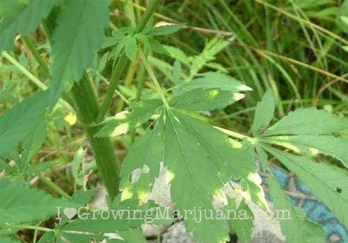 Cannabis snails