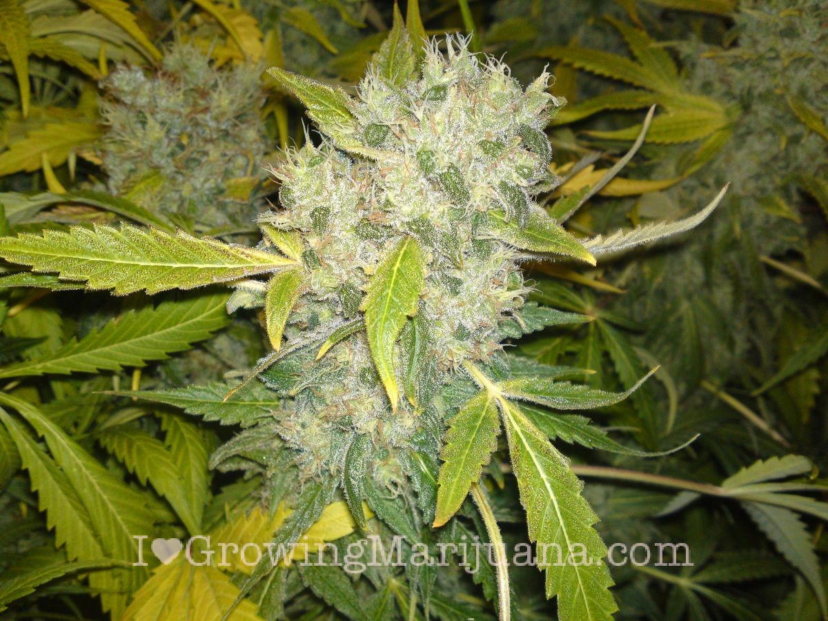 Marijuana Infused Banana Bread Recipe Easy & Delicious!