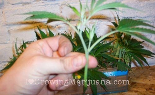 How to make marijuana clones