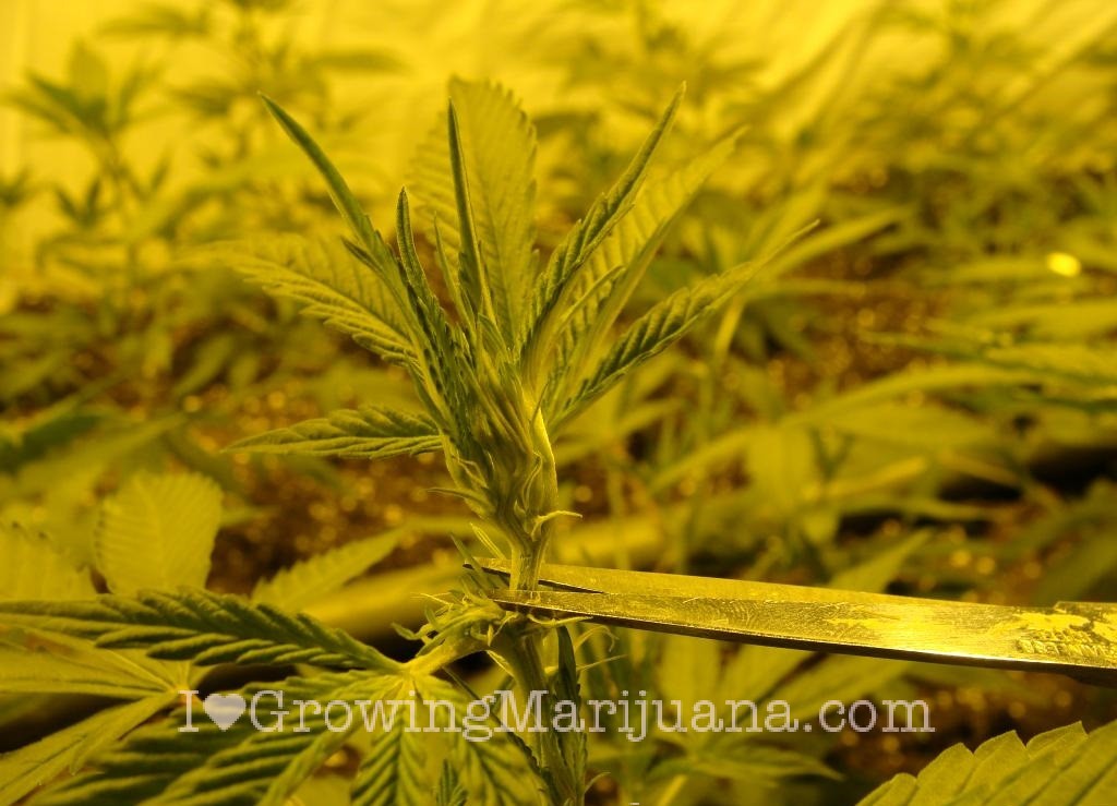 How to scrog cannabis plants