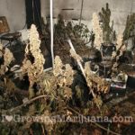 Fire indoor marijuana garden
