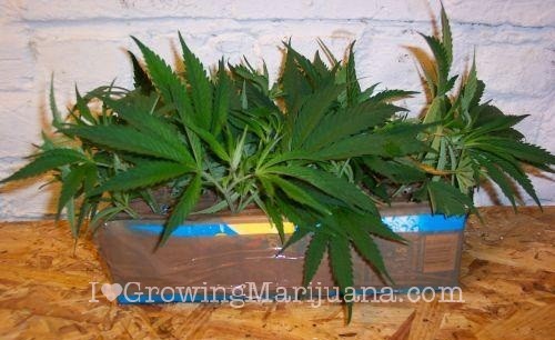 How to make weed clones