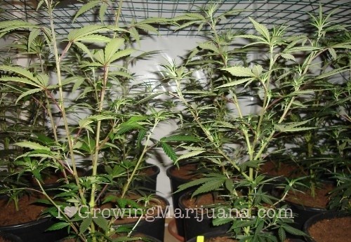 When to Scrog marijuana