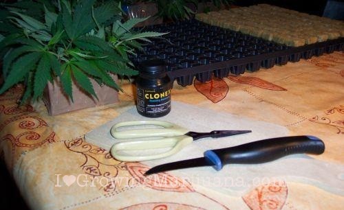 How to make marijuana cuttings