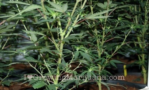 How to Scrog cannabis plants?