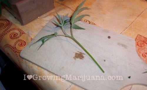 How to make weed cuttings