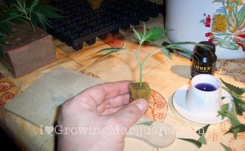 Cannabis clones