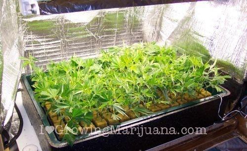 Marijuana clones