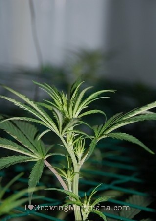 When to scrog marijuana tutorial