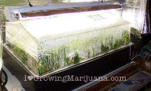 Weed clones