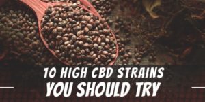 10 High CBD Strains You Should Try