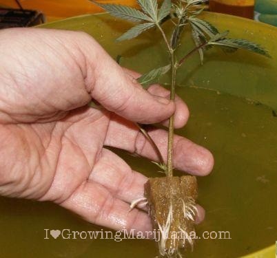 Cannabis cuttings
