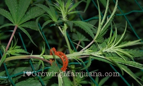 Marijuana scrog tutorial - 5 easy steps