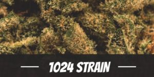 1024 Strain