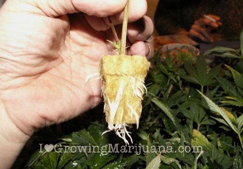 Marijuana cuttings