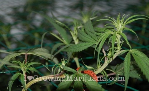 Marijuana scrog setup - 5 easy steps