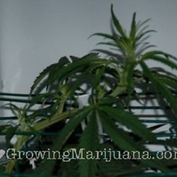 12 scrog screen branche