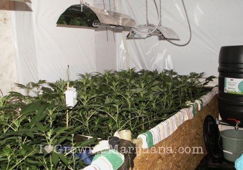 Weed cuttings