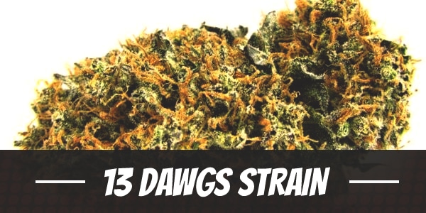 13 Dawgs Strain