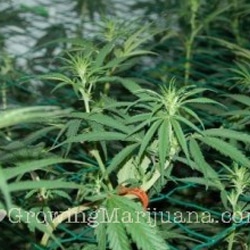 13 attach branche scrog marijauna