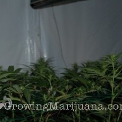 17 scrog marijuna field