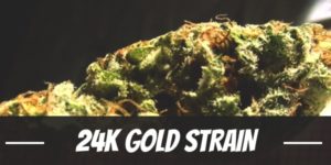 24K Gold Strain
