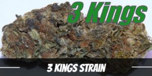 3 Kings Strain