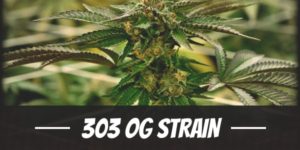 303 OG Strain