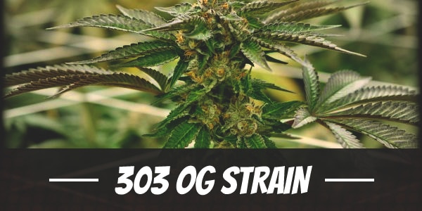 303 OG Strain