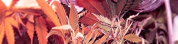 weed heat problem