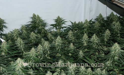 How to scrog marijuana - 5 steps