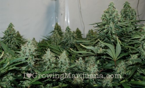 Scrog grow marijuana