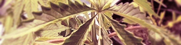 marijuana grow room humidity