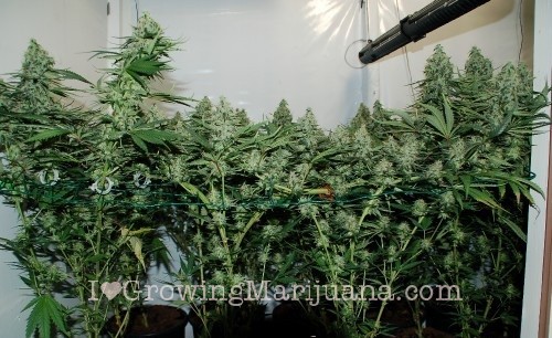 Maximum Scrog yield - 5 easy steps