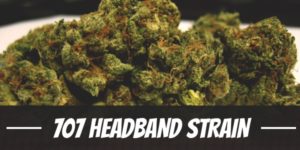 707 Headband Strain